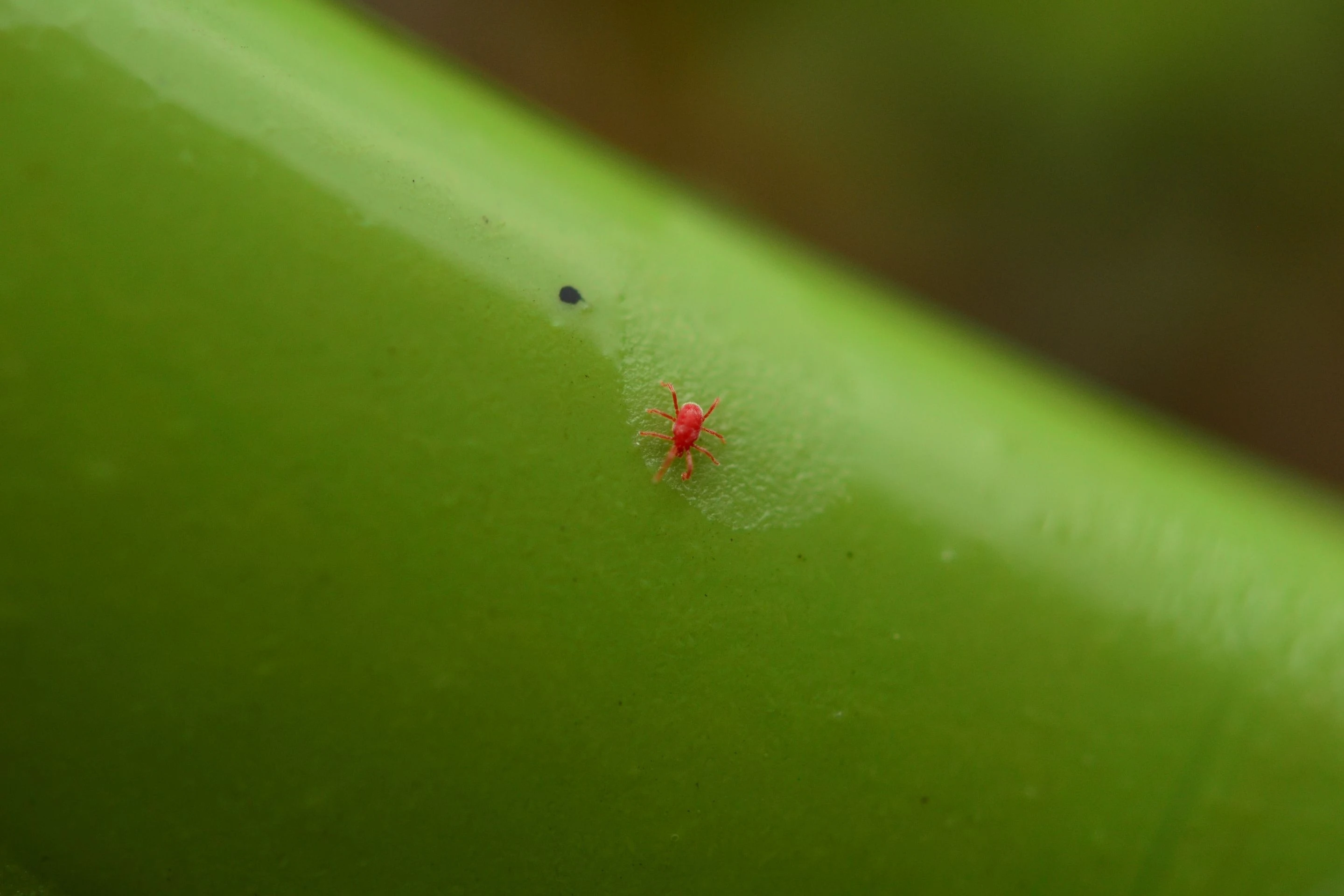 small red chigger on green leaf