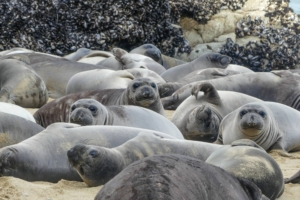 group of elephant seals on sandy beach