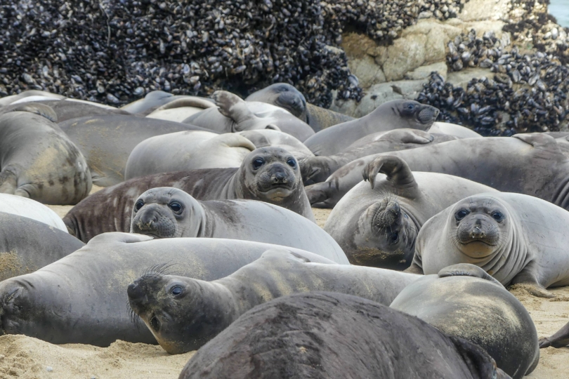 group of elephant seals on sandy beach