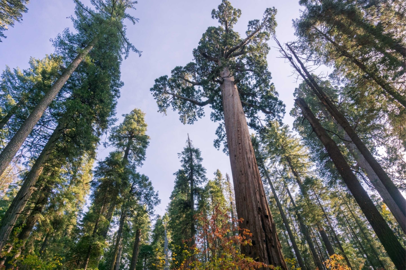 grove of large sequoia trees