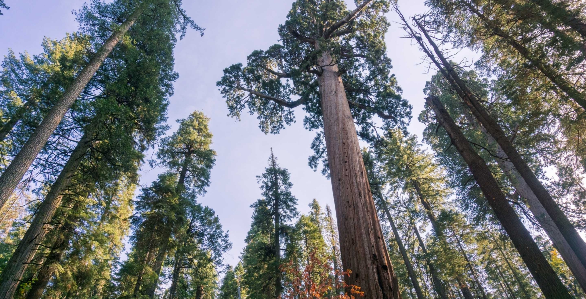 grove of large sequoia trees