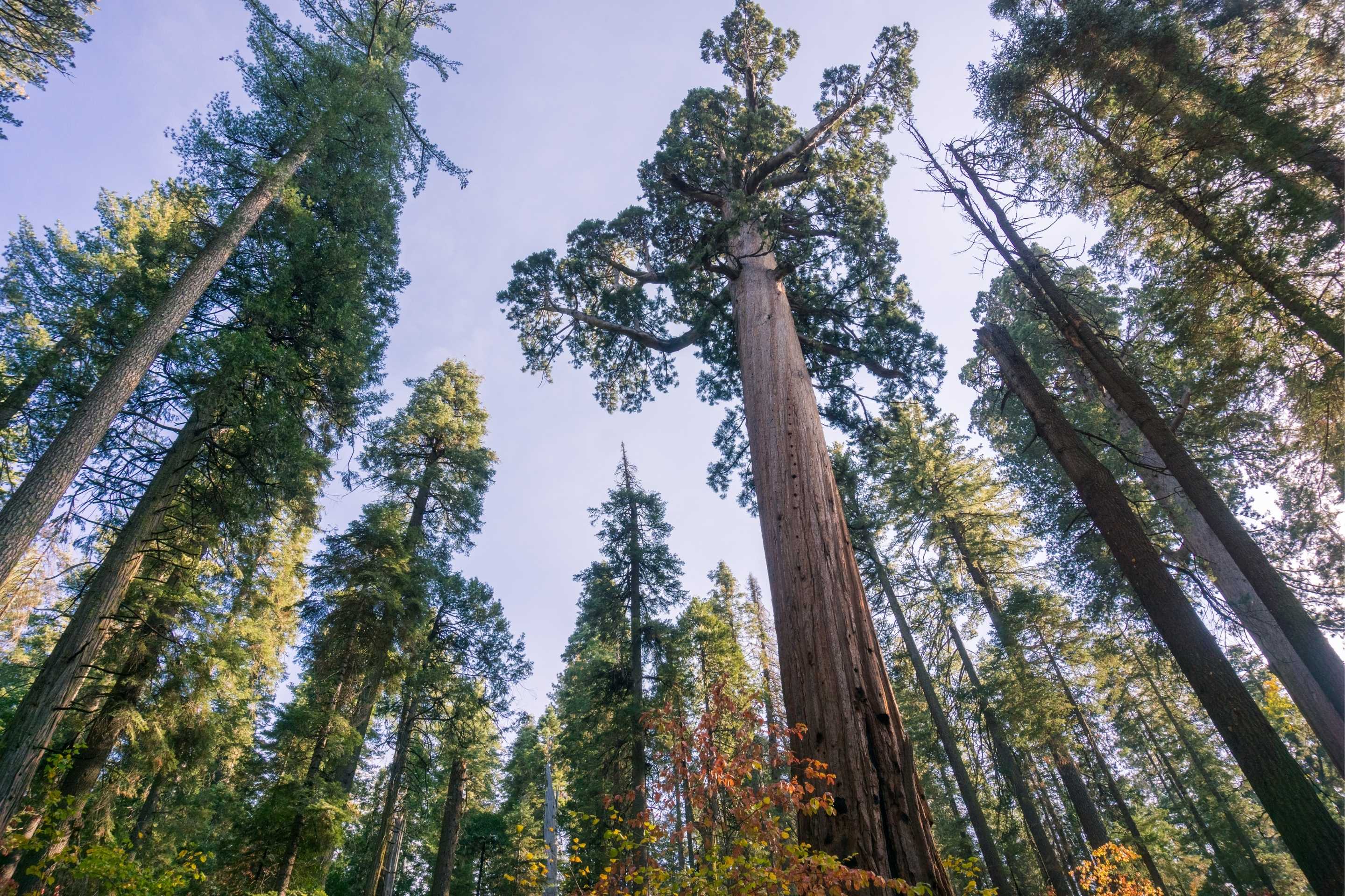 grove of large sequoia trees