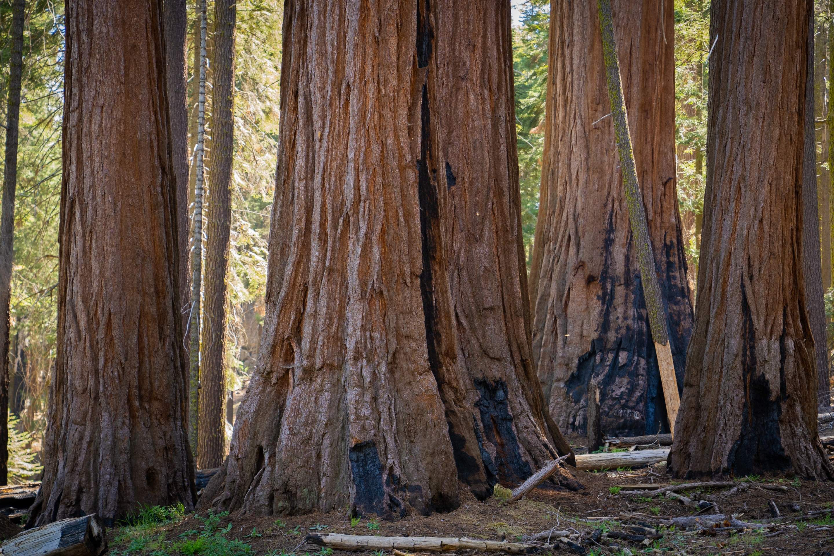 grove of sequoias