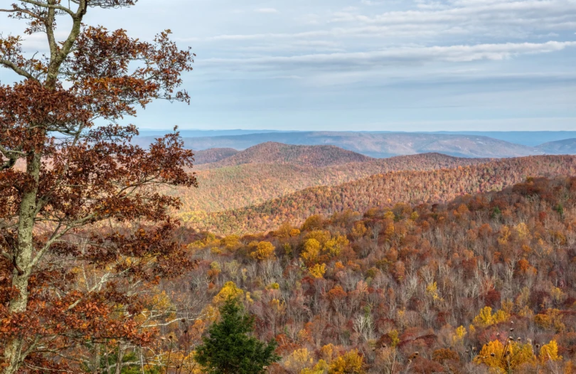 overview of fall forest on mountains