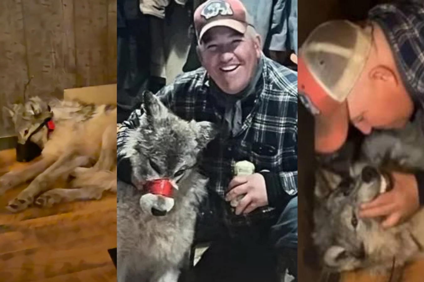 Cody Roberts Wyoming Wolf