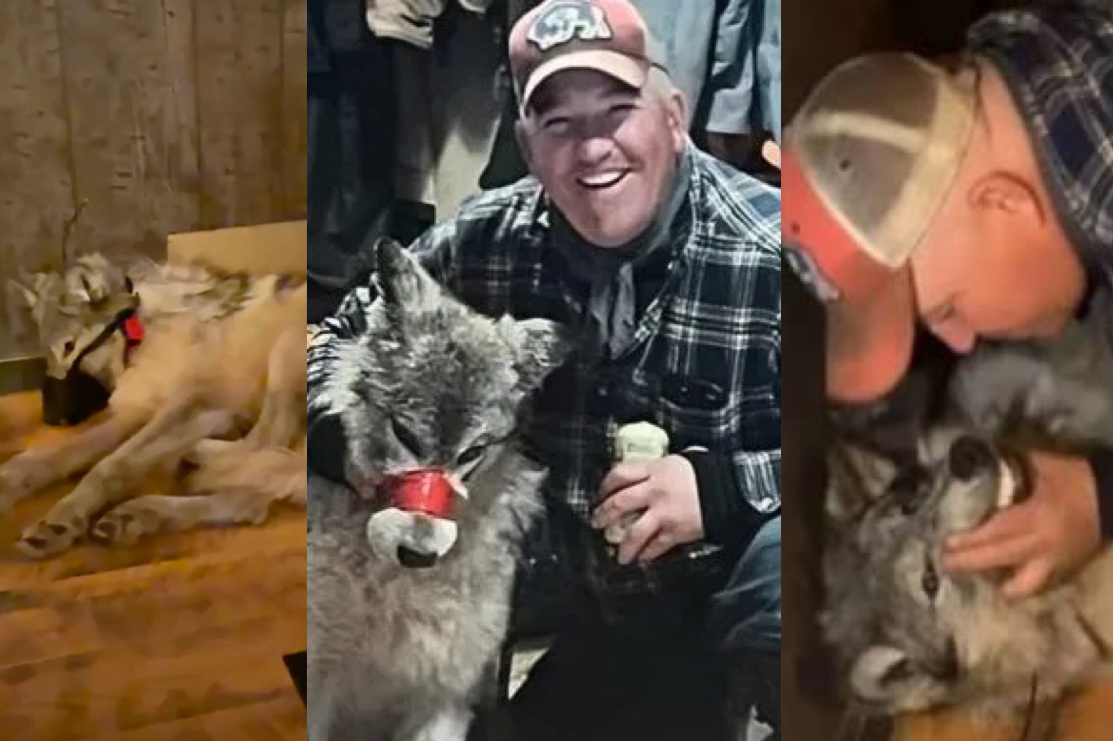 Cody Roberts Wyoming Wolf