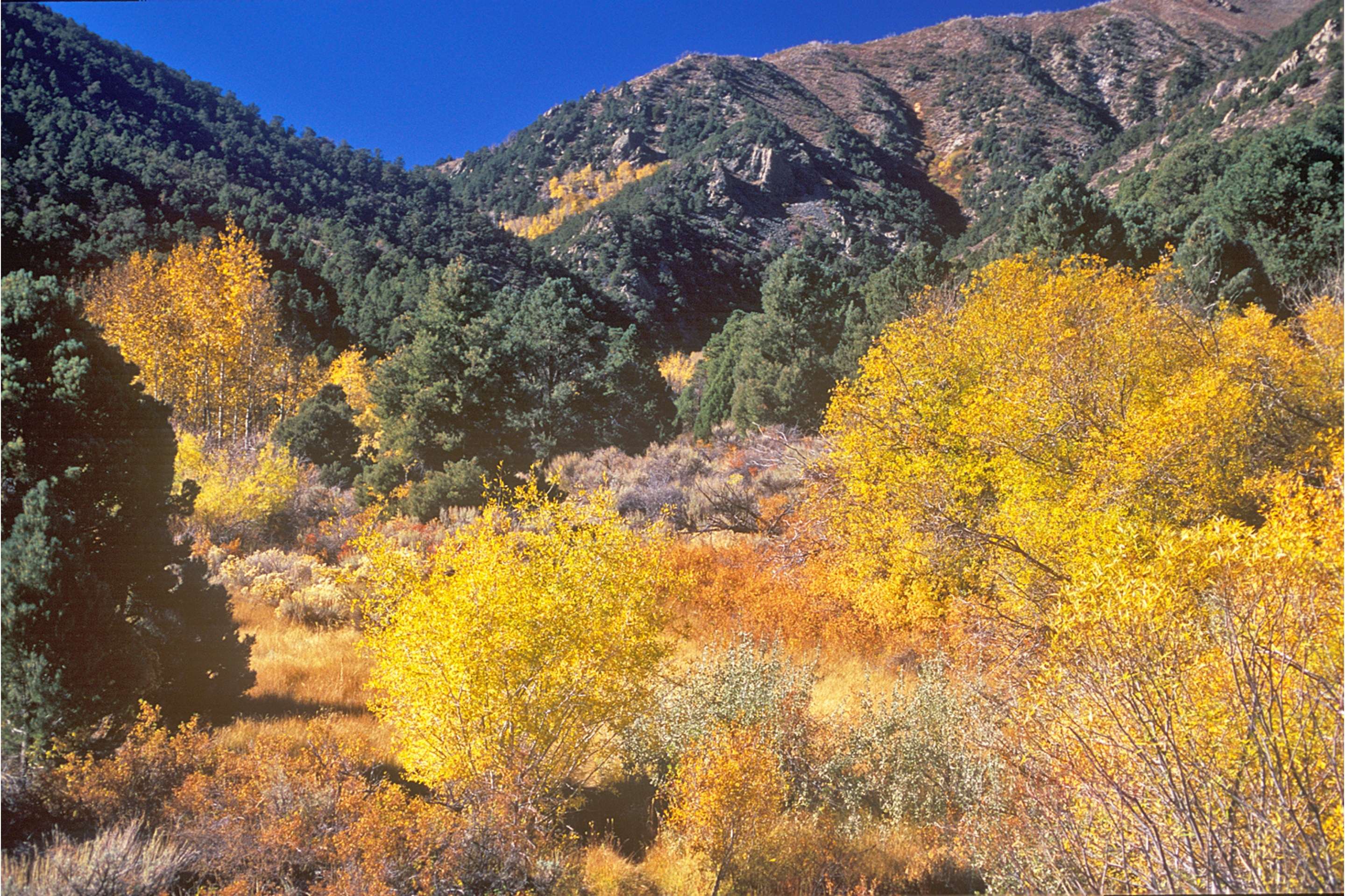 forest with changing leaves