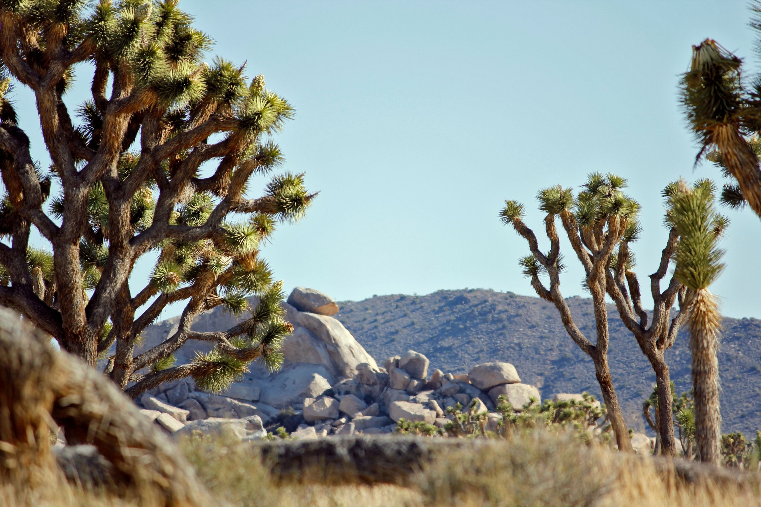 joshua trees with rock formations in background