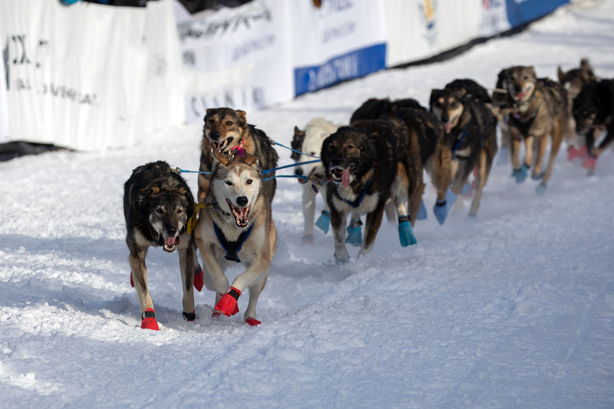 Dog Team Starts Iditarod Race