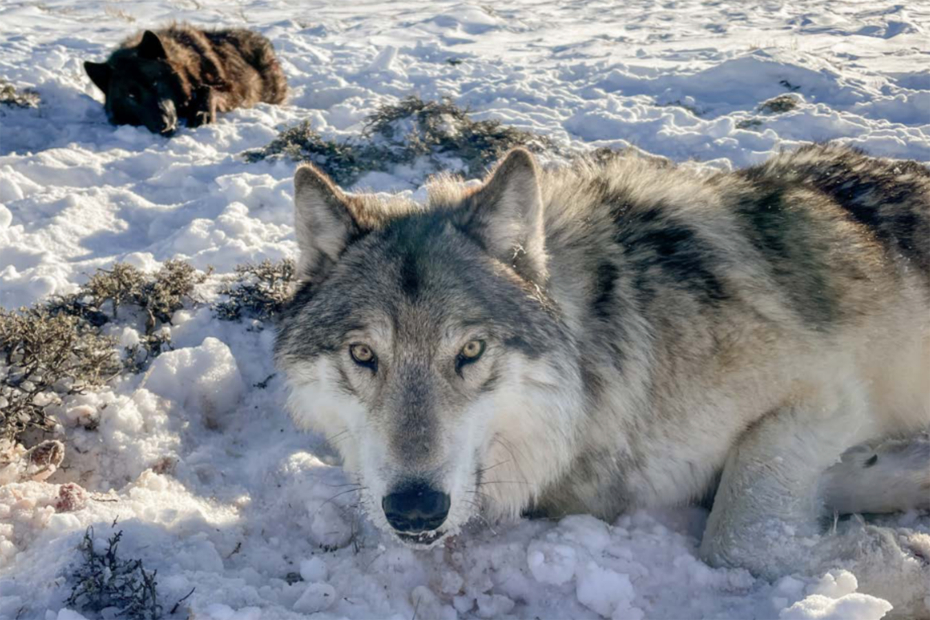 Colorado Wolves