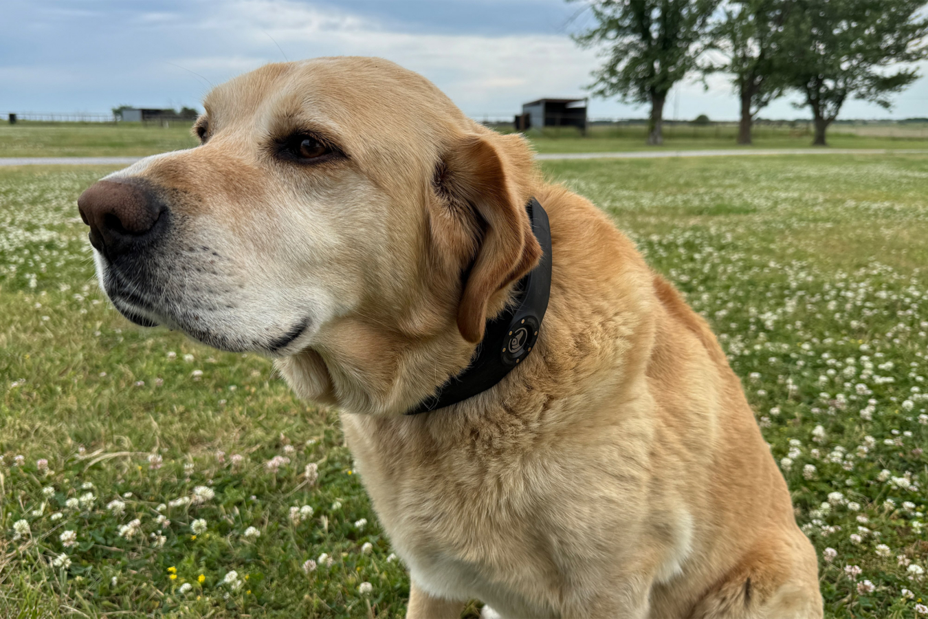 Dog wearing the SpotOn GPS Dog Fence NOVA collar in an open grassy field