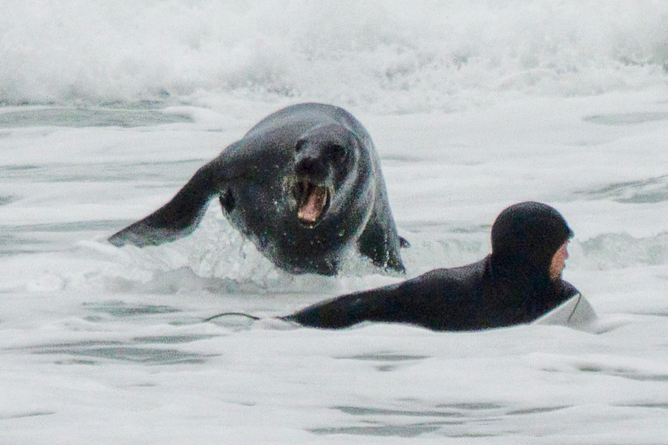 Sea lion chases off surfer