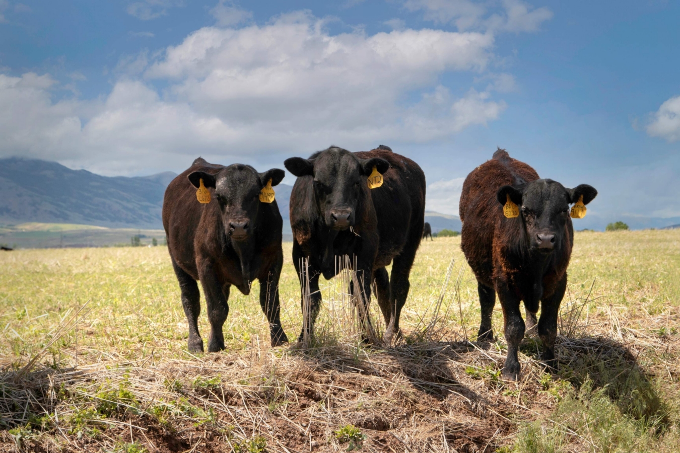 three cows on field