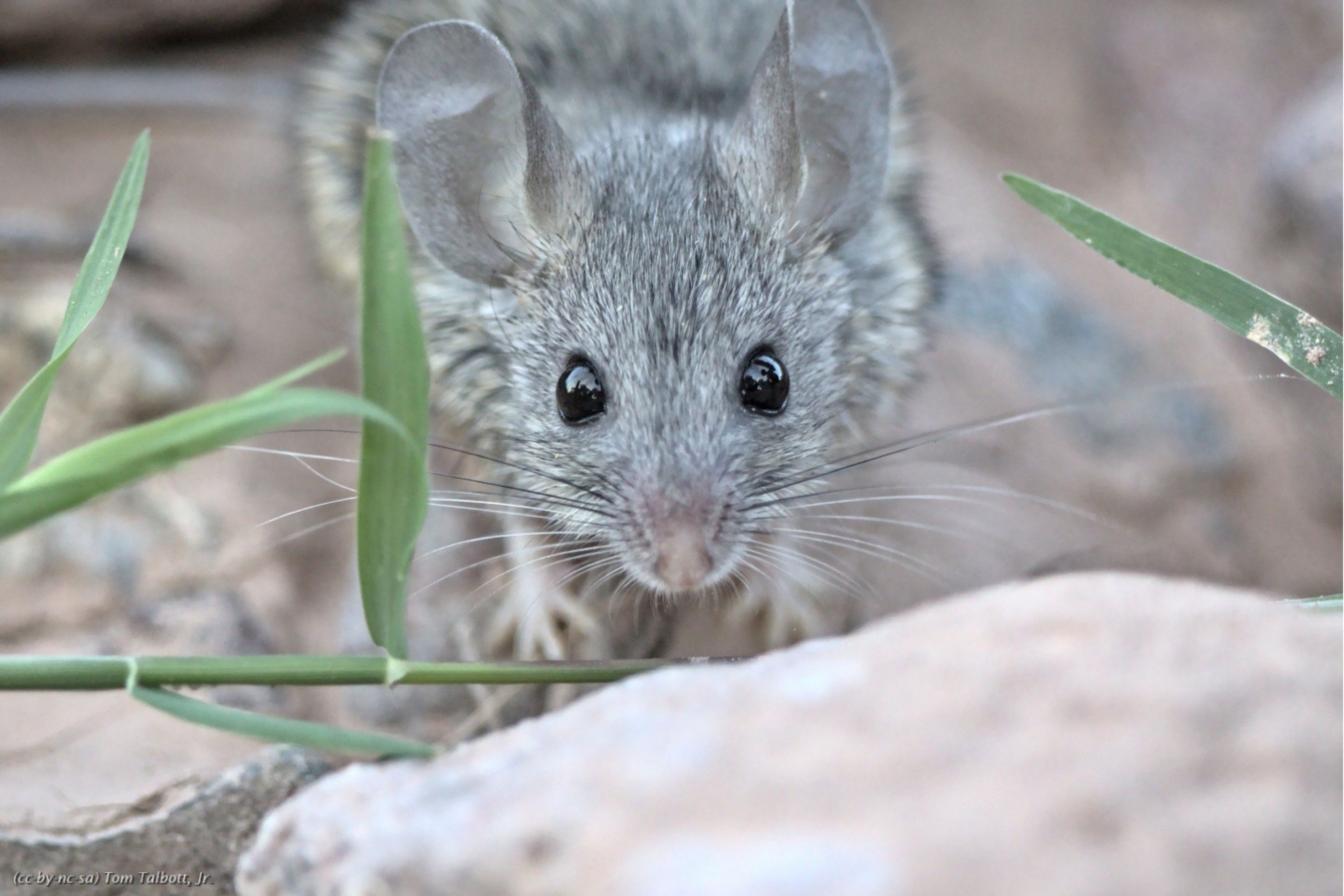 mouse in woods