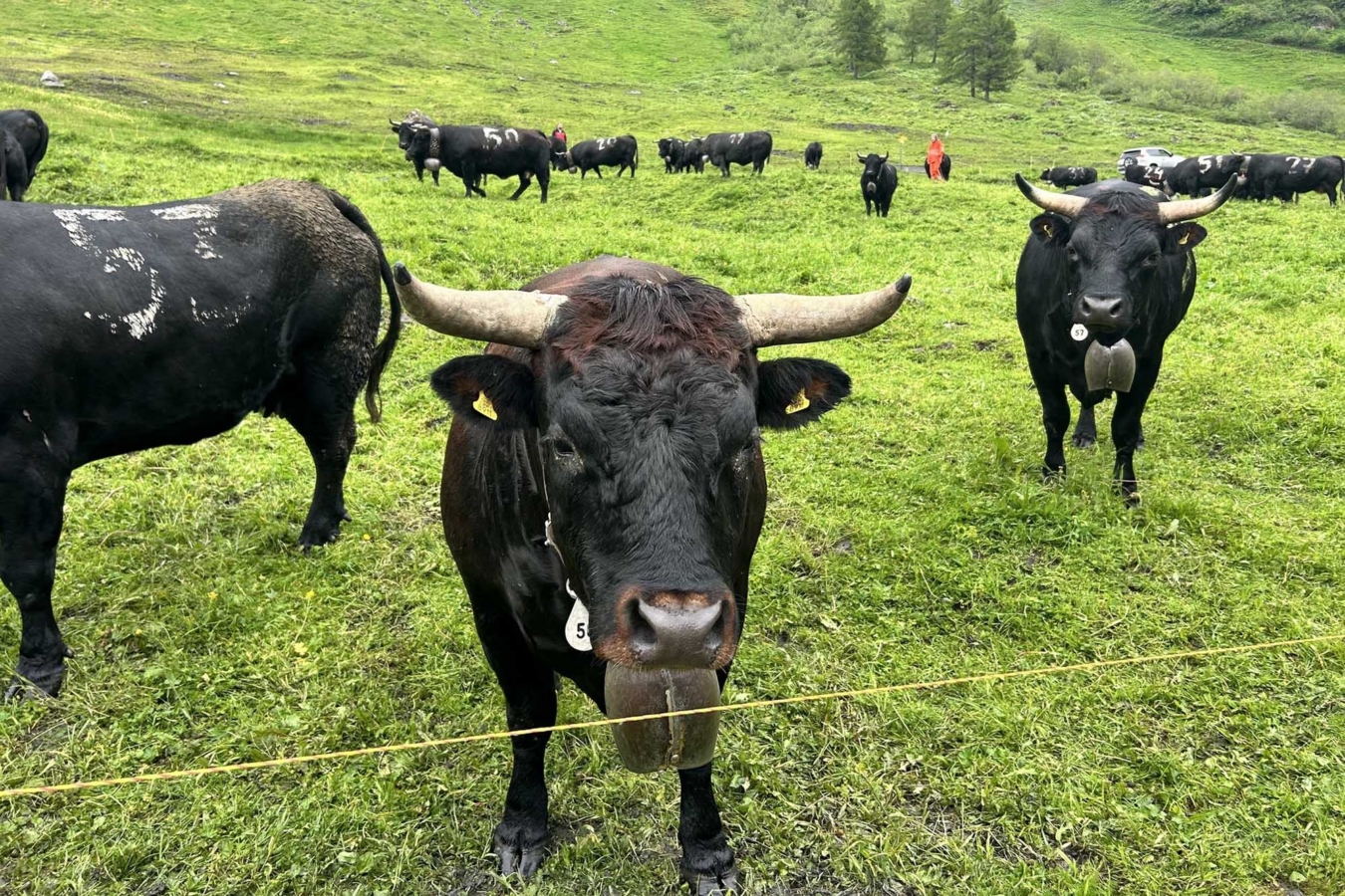austria cows