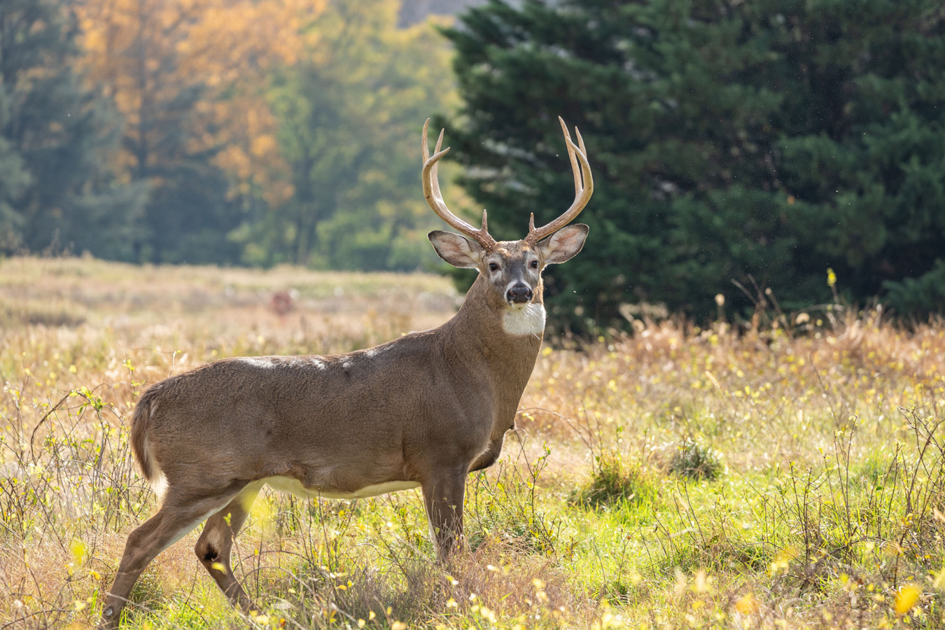 Whitetail Deer