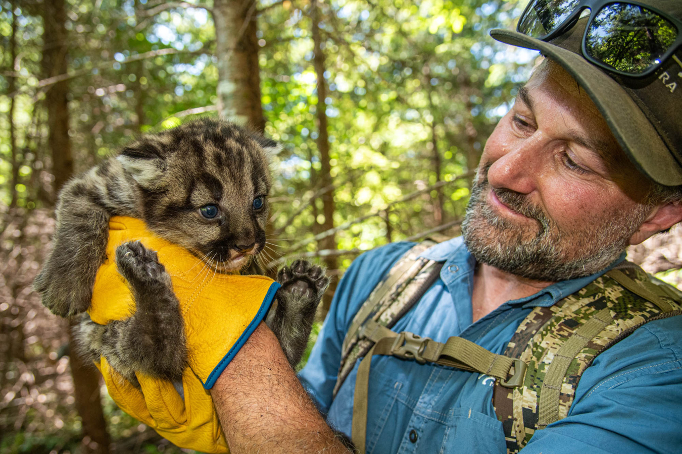 Dr Mark Elbroch, Panthera Puma Director, holds a cougar kitten in Washington state_Credit Michael Kodas