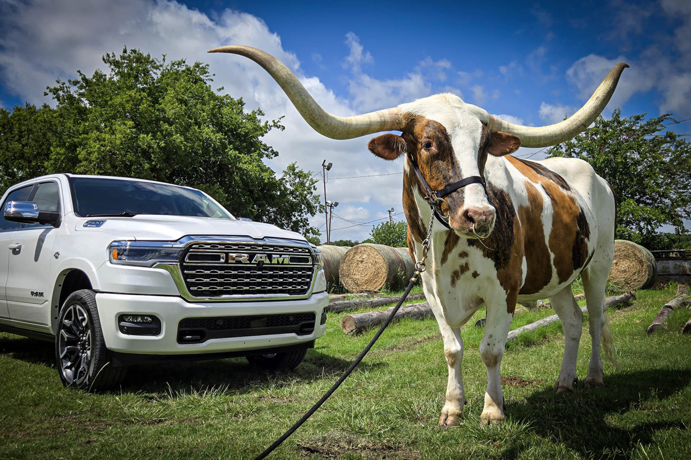 White Ram truck parked beside a Texas longhorn steer