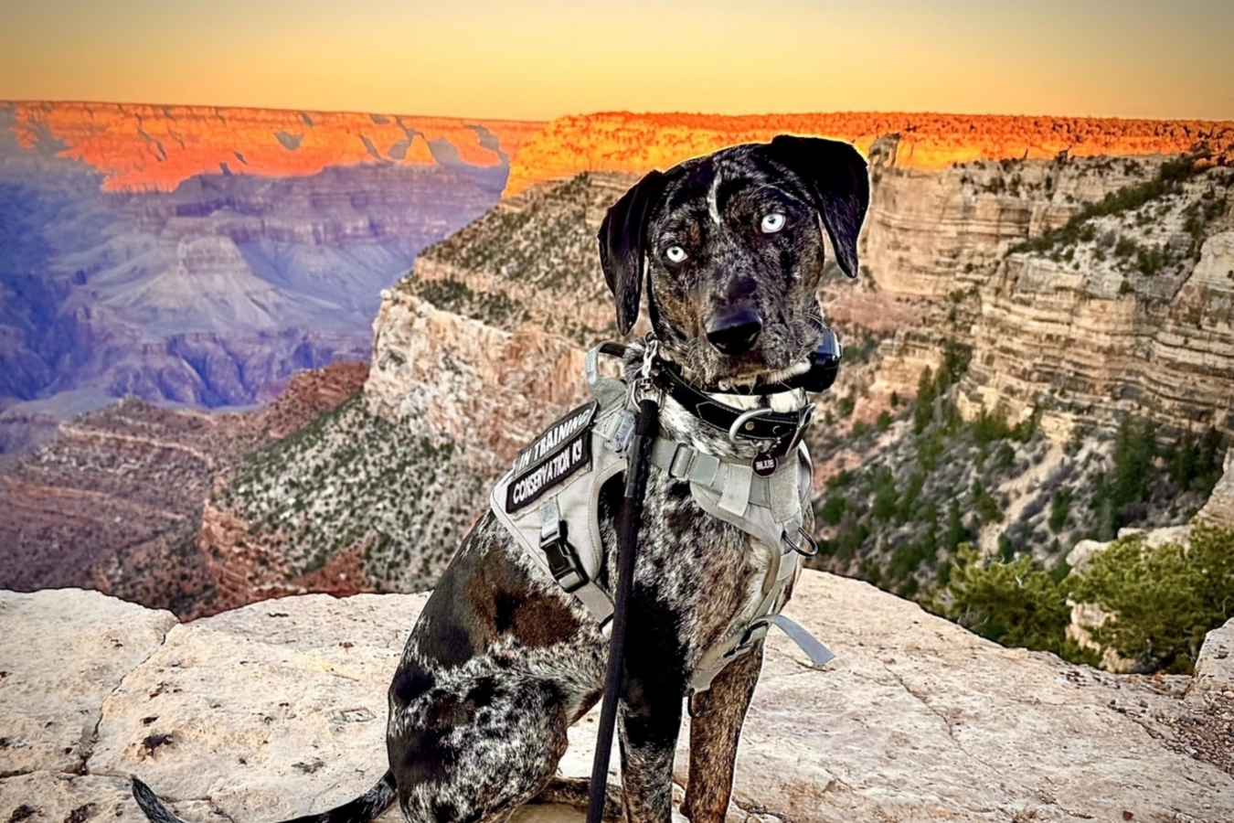hound sits on rock in front of grand canyon