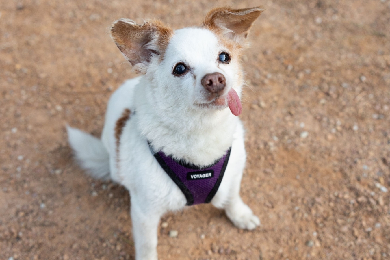 dog with tongue