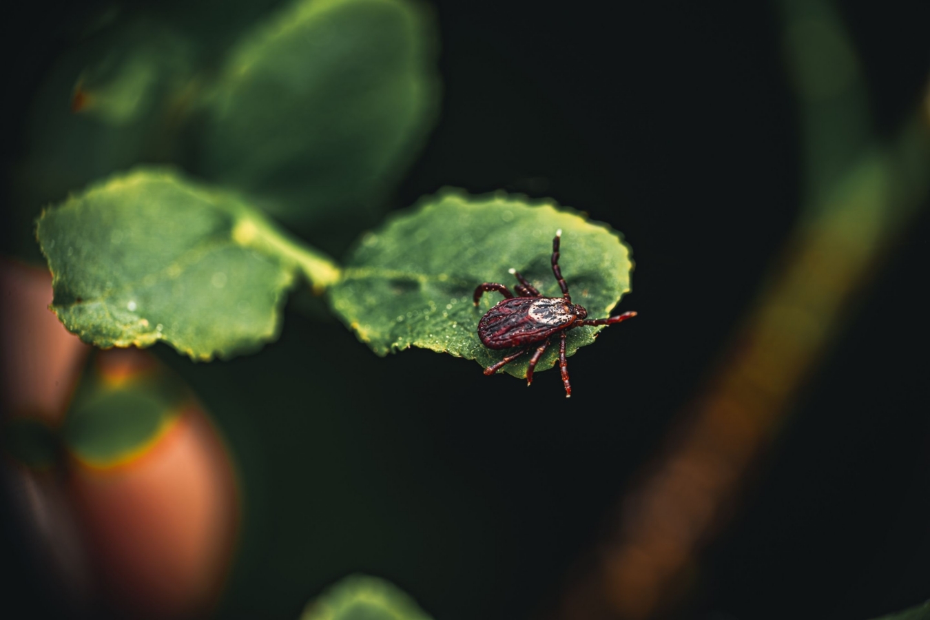 tick on a green leaf