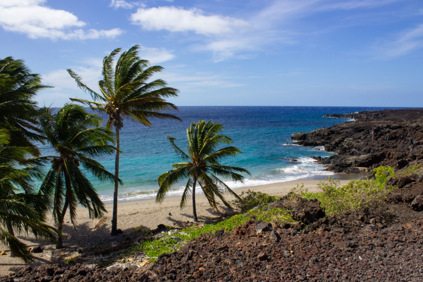 view of beach and sea with palm trees