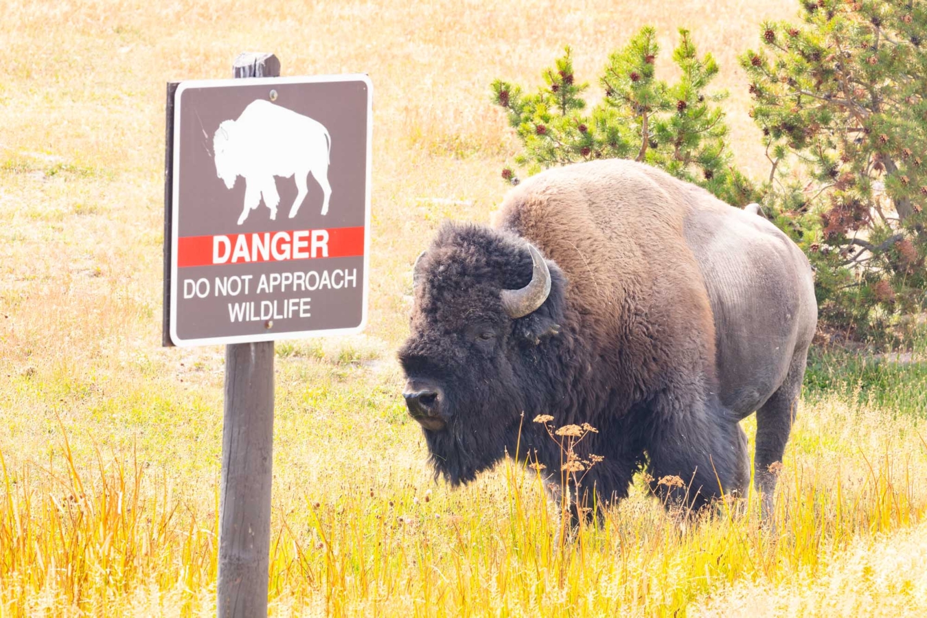bison yellowstone