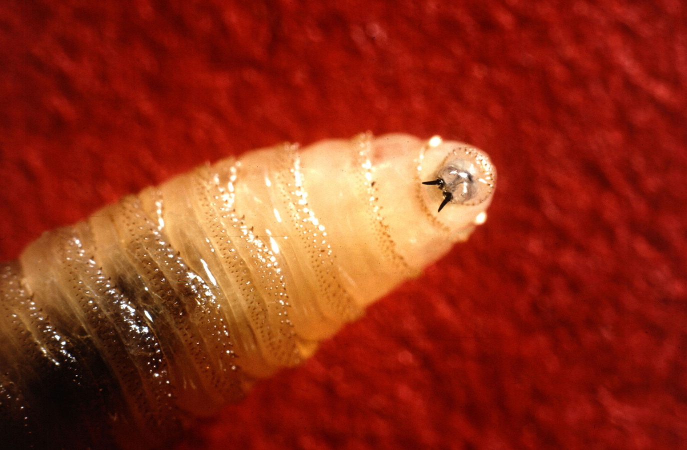 new world screwworm