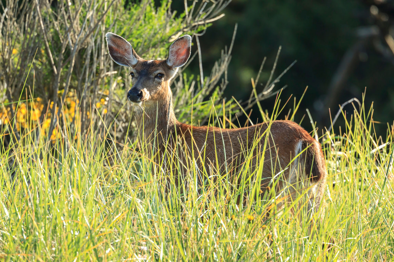 Oregon Deer