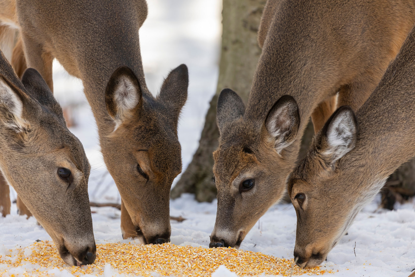 Deer Eating Corn