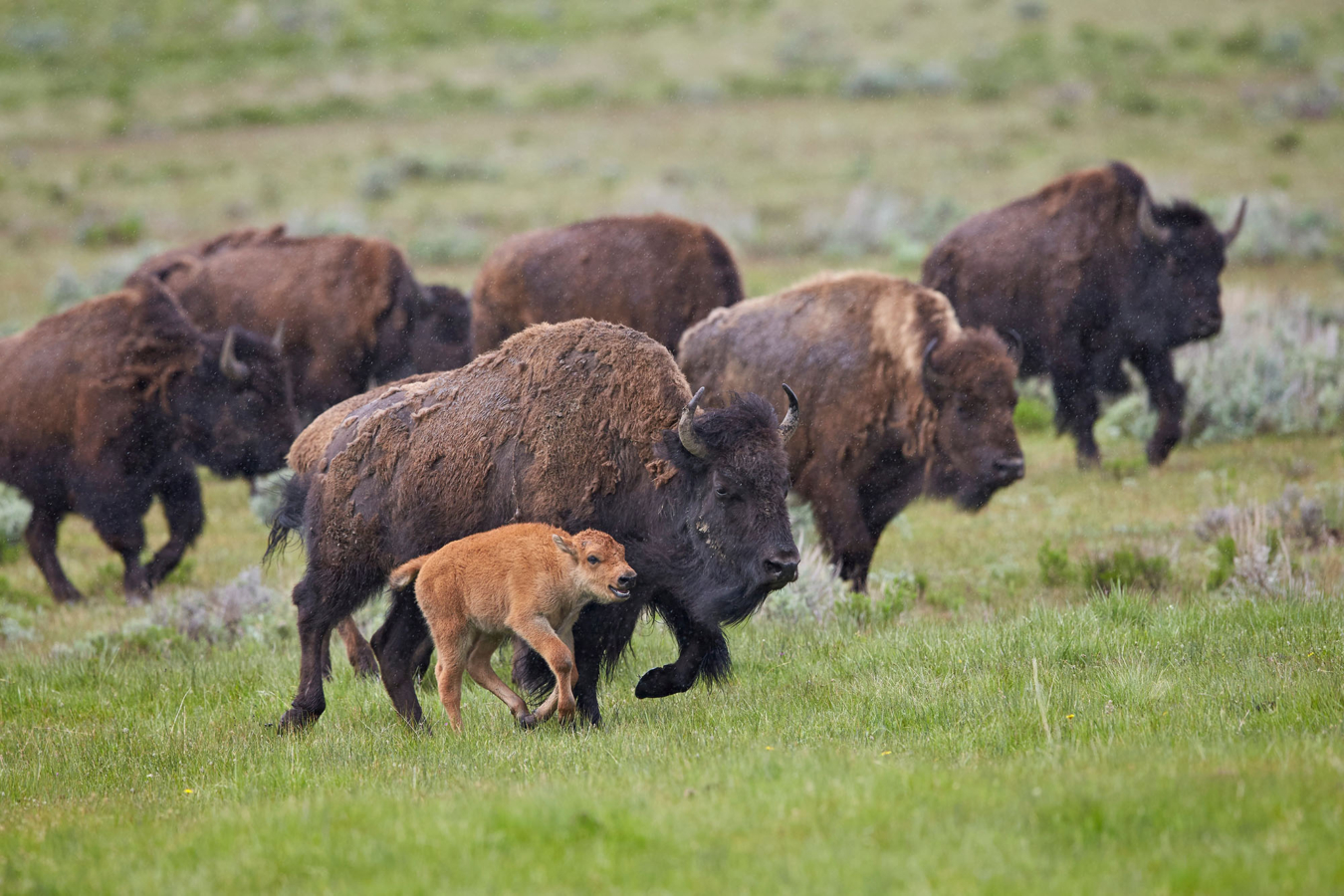 bison