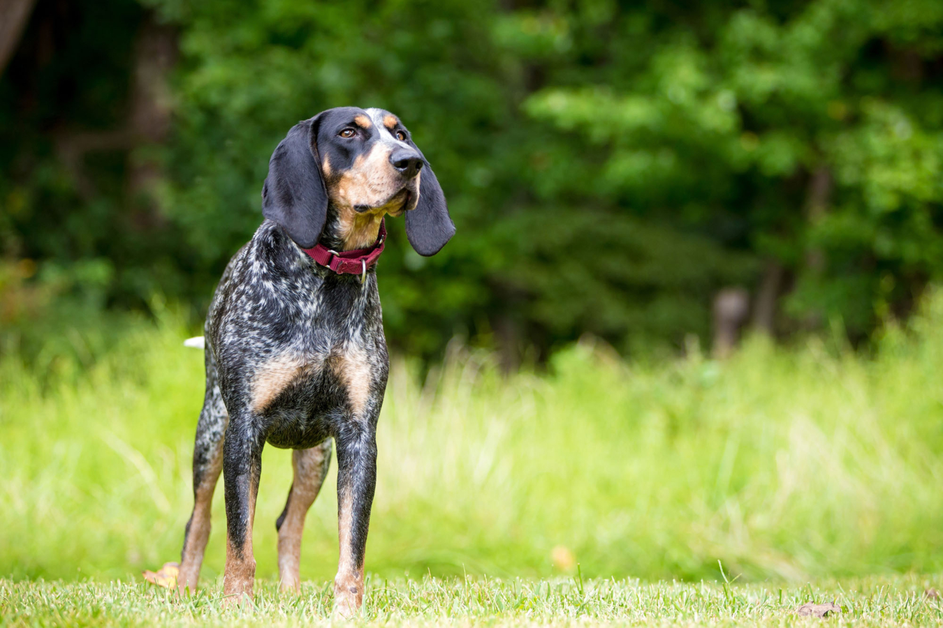hound hunting