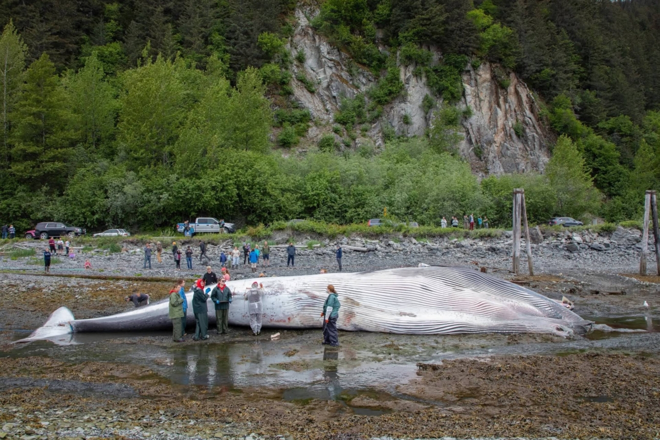 group of people surround a dead whale on a beach
