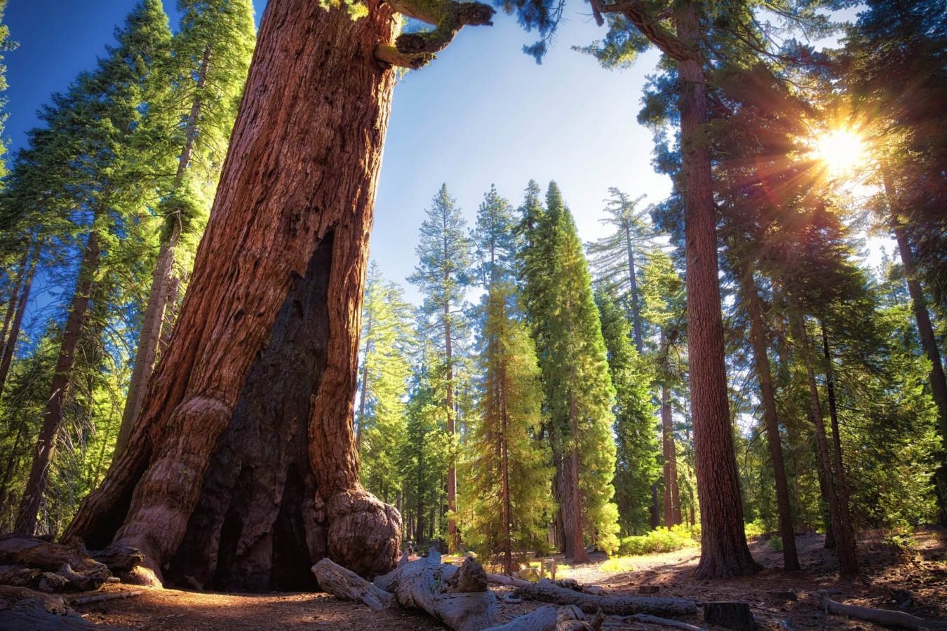 grove of trees with sun shining