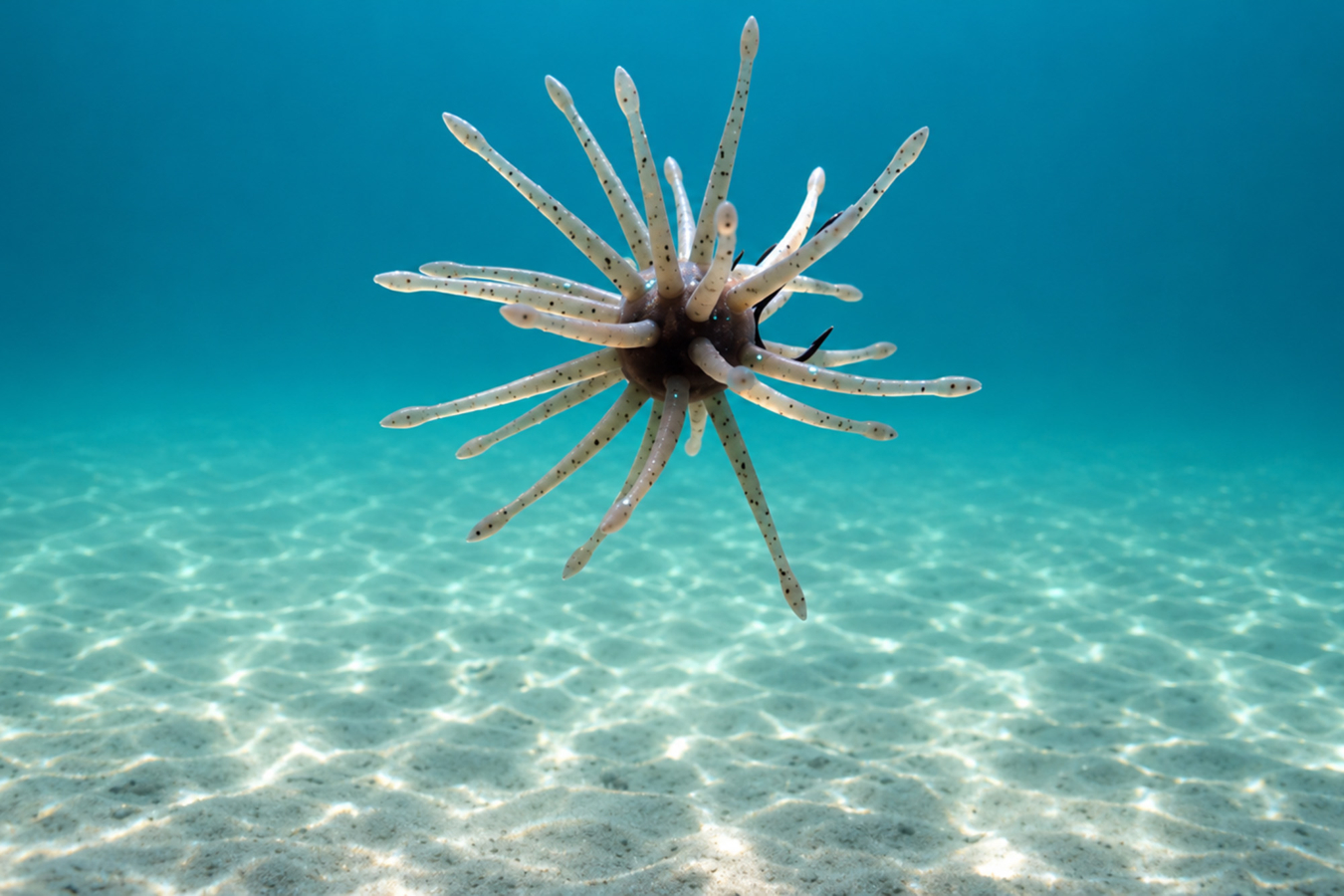 yamamoto uni urchin