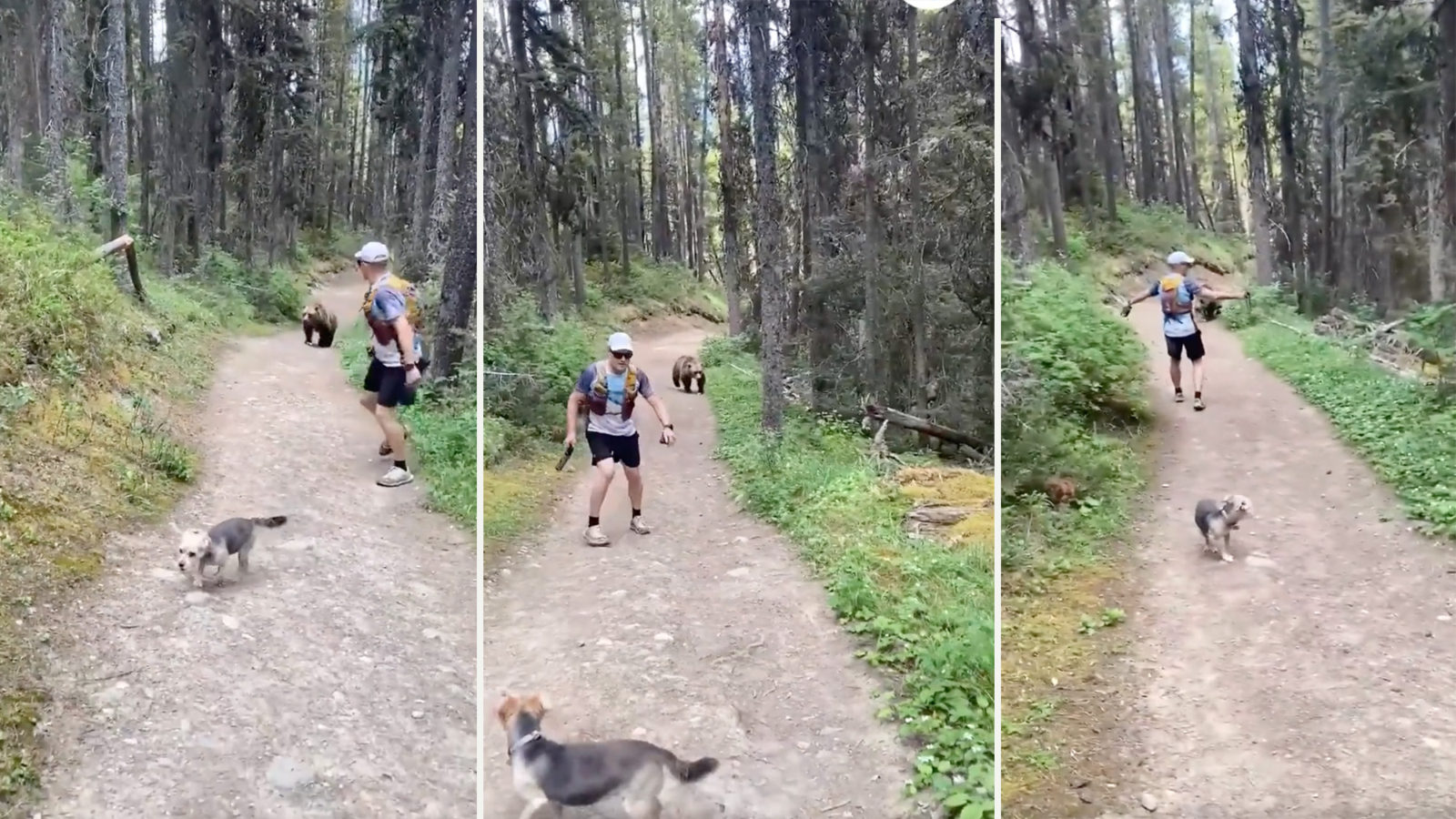 bear encounter banff