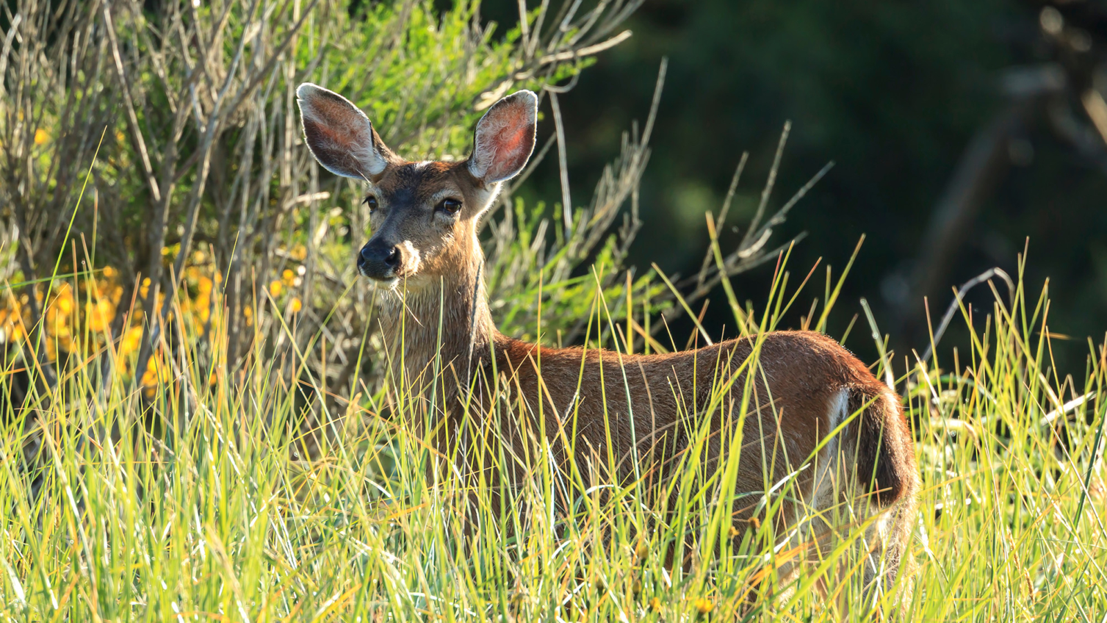 Whitetail doe