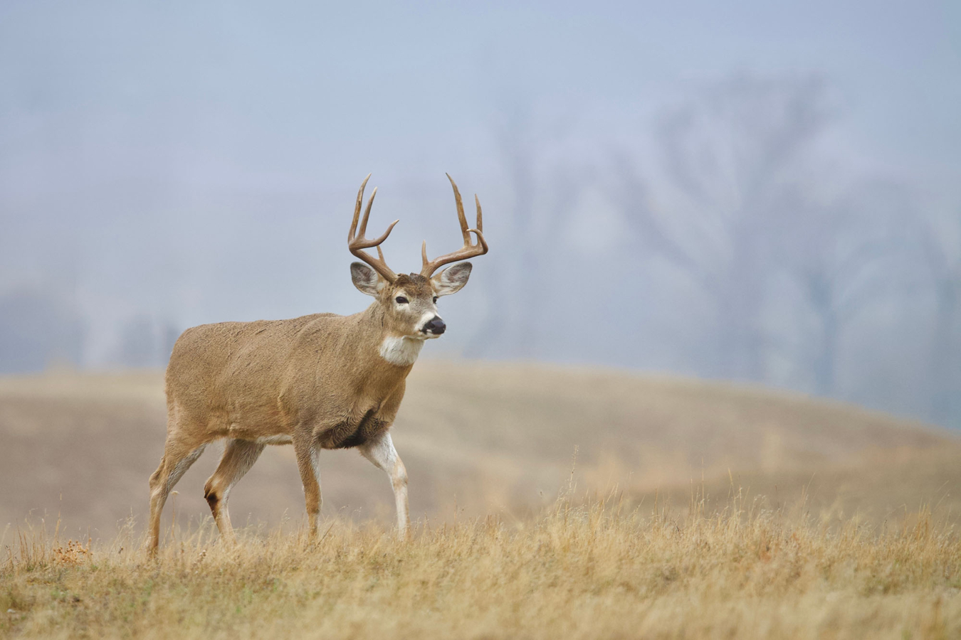 whitetail buck