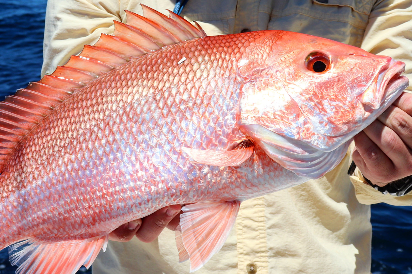 red snapper