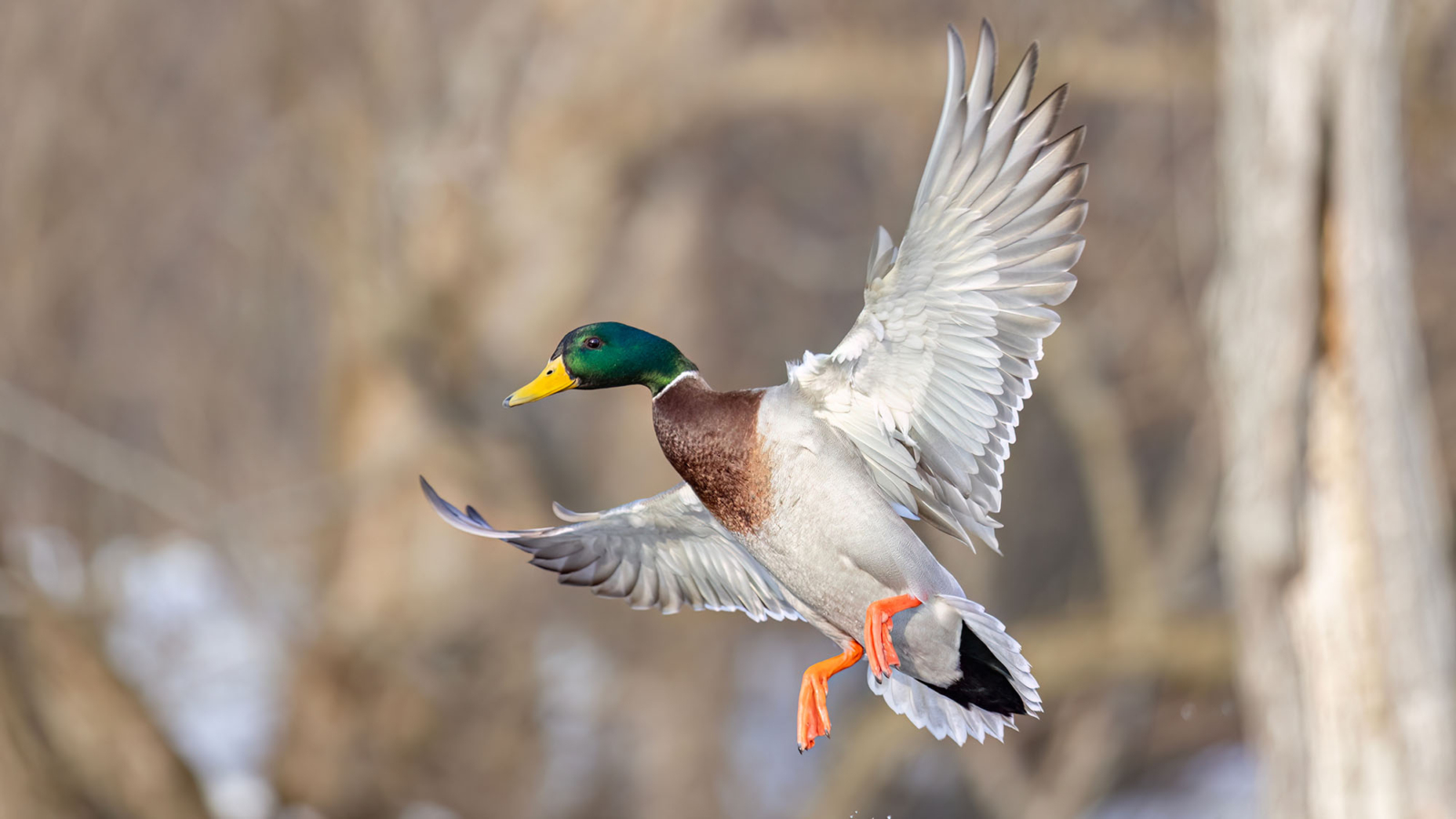mallard duck in flight