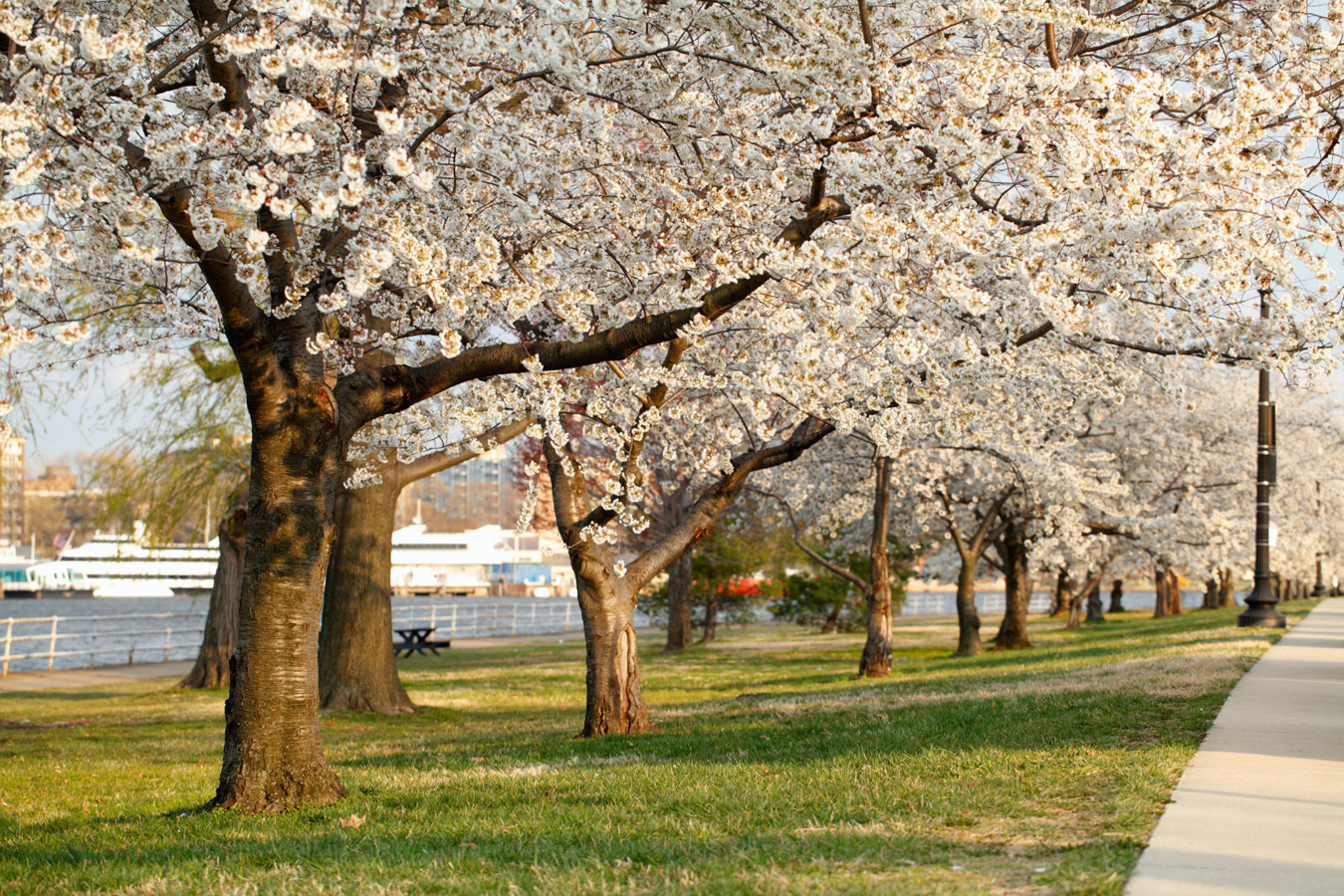 cherry blossoms
