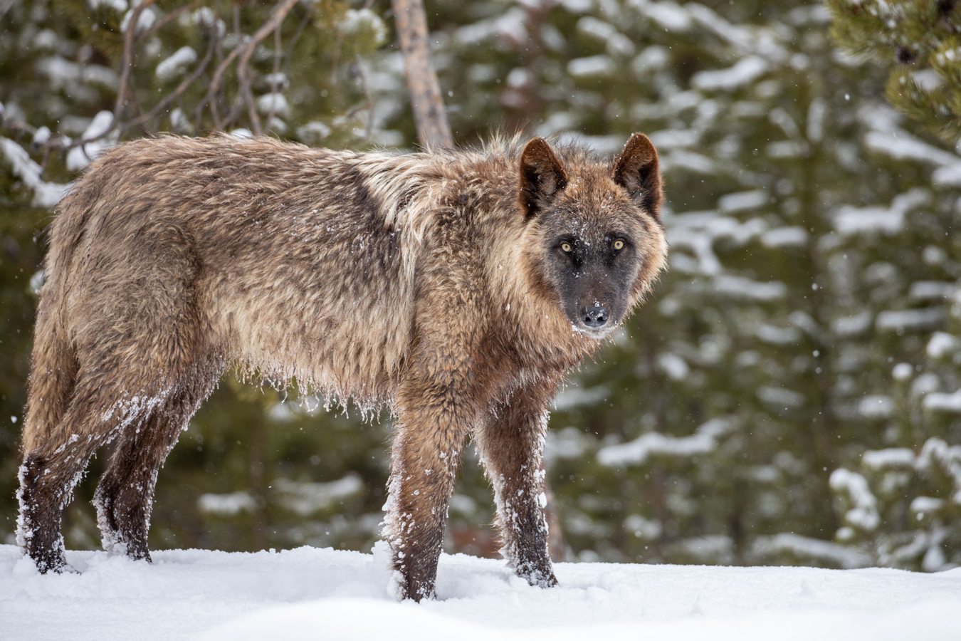 Some Influencer Just Put a $10,000 Target on Yellowstone’s Most Famous Wolves