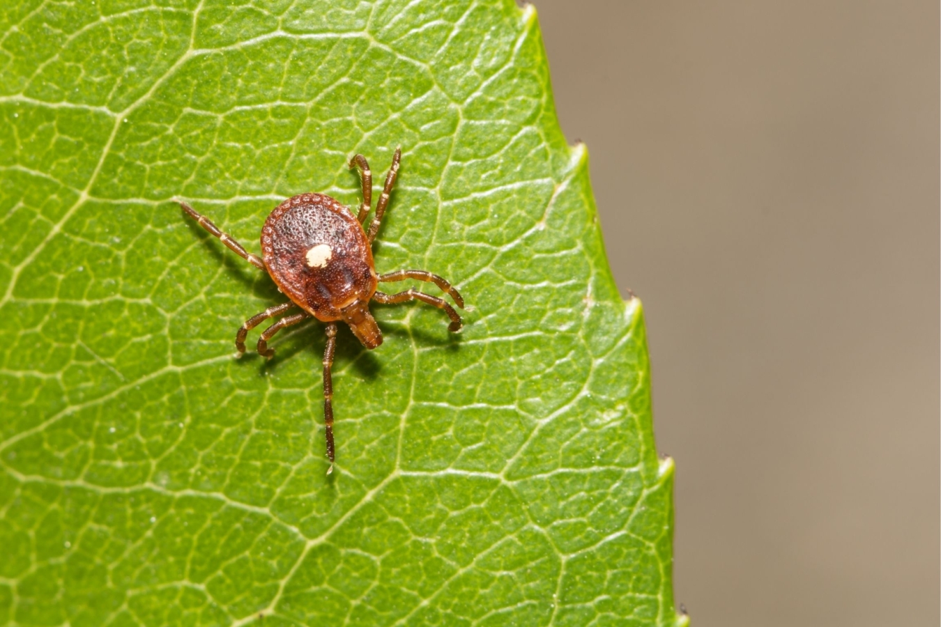 lone star tick on a leaf