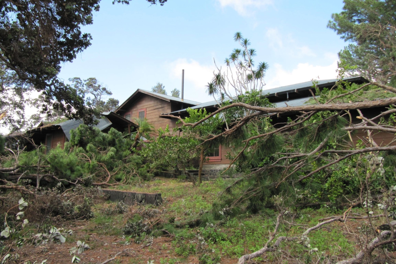 building with fallen trees