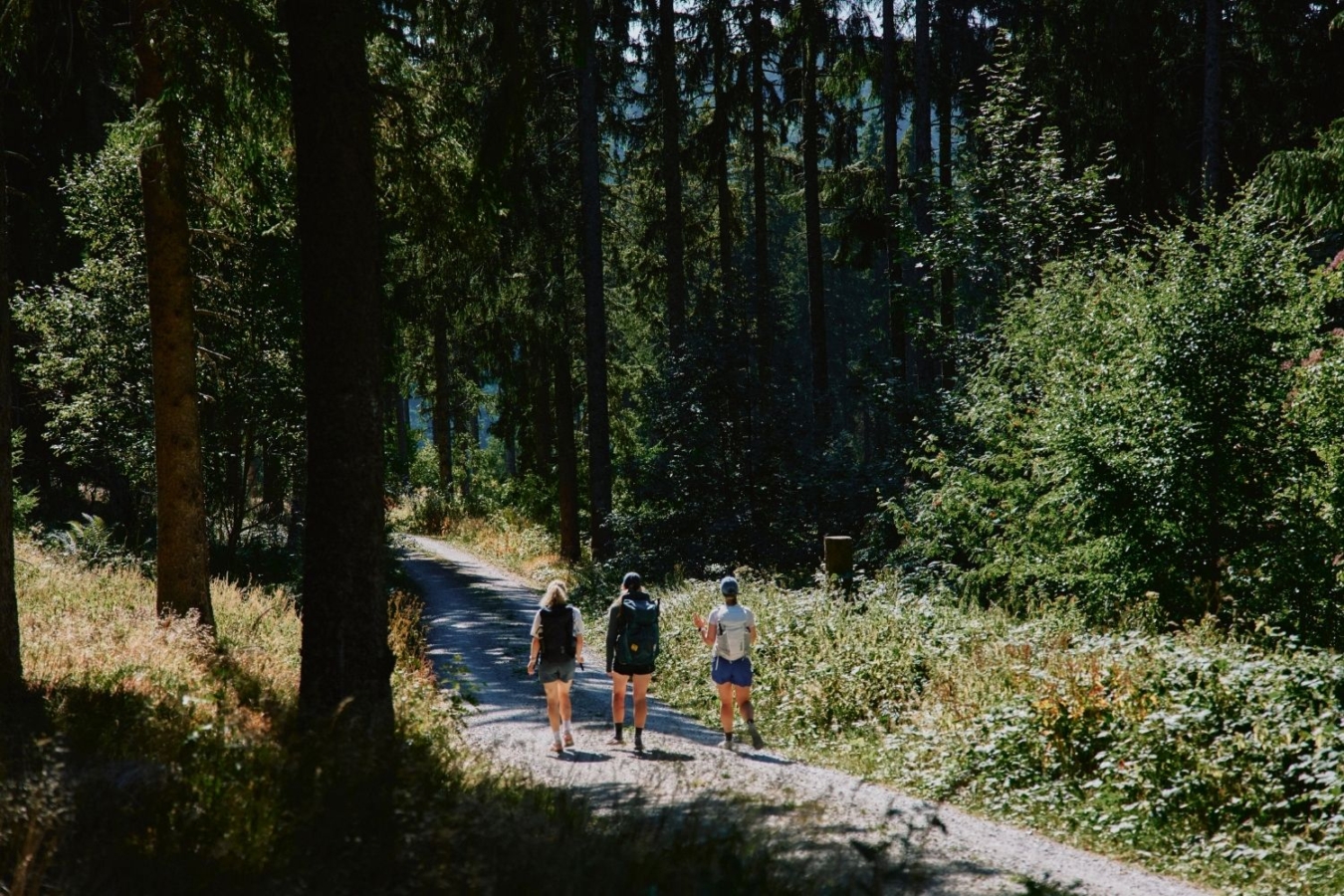 rear view of three hikers on trail