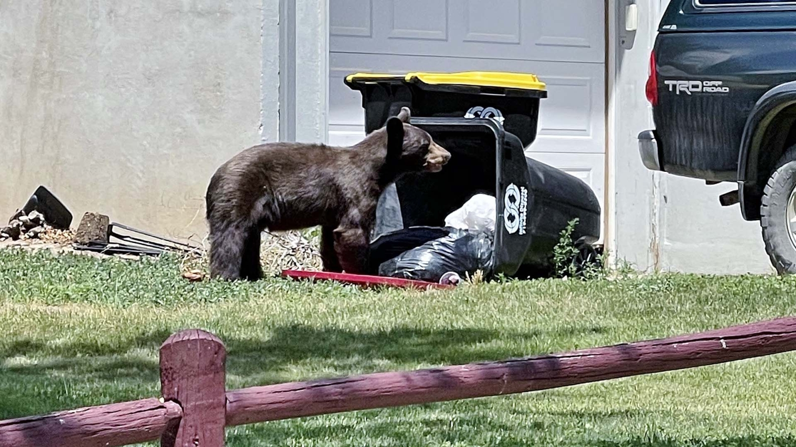 bear colorado