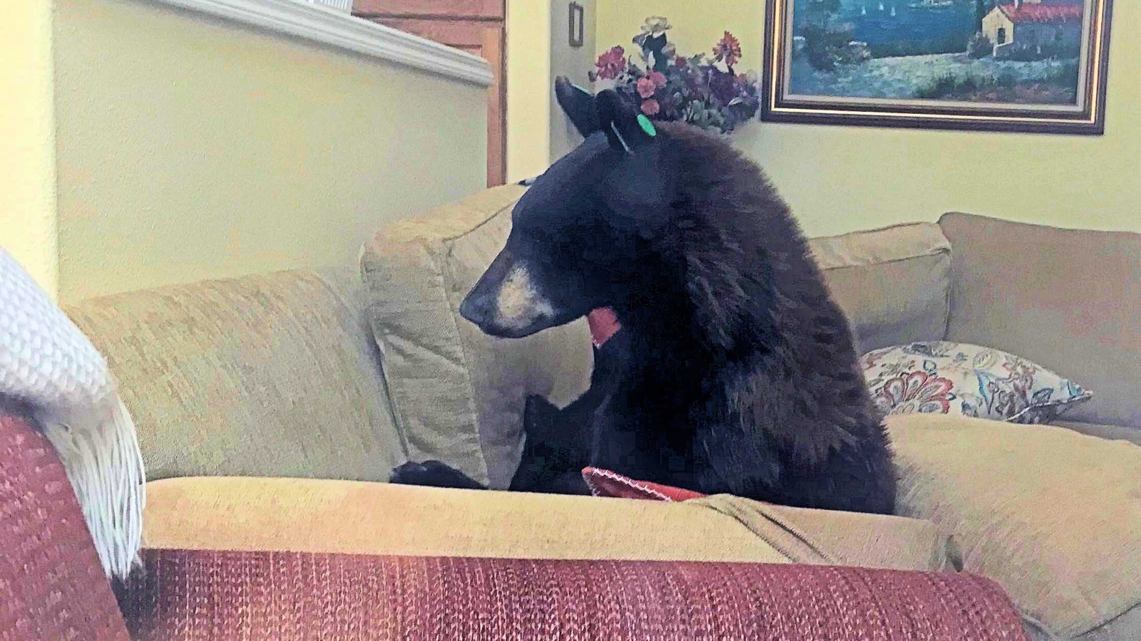 bear in colorado springs home