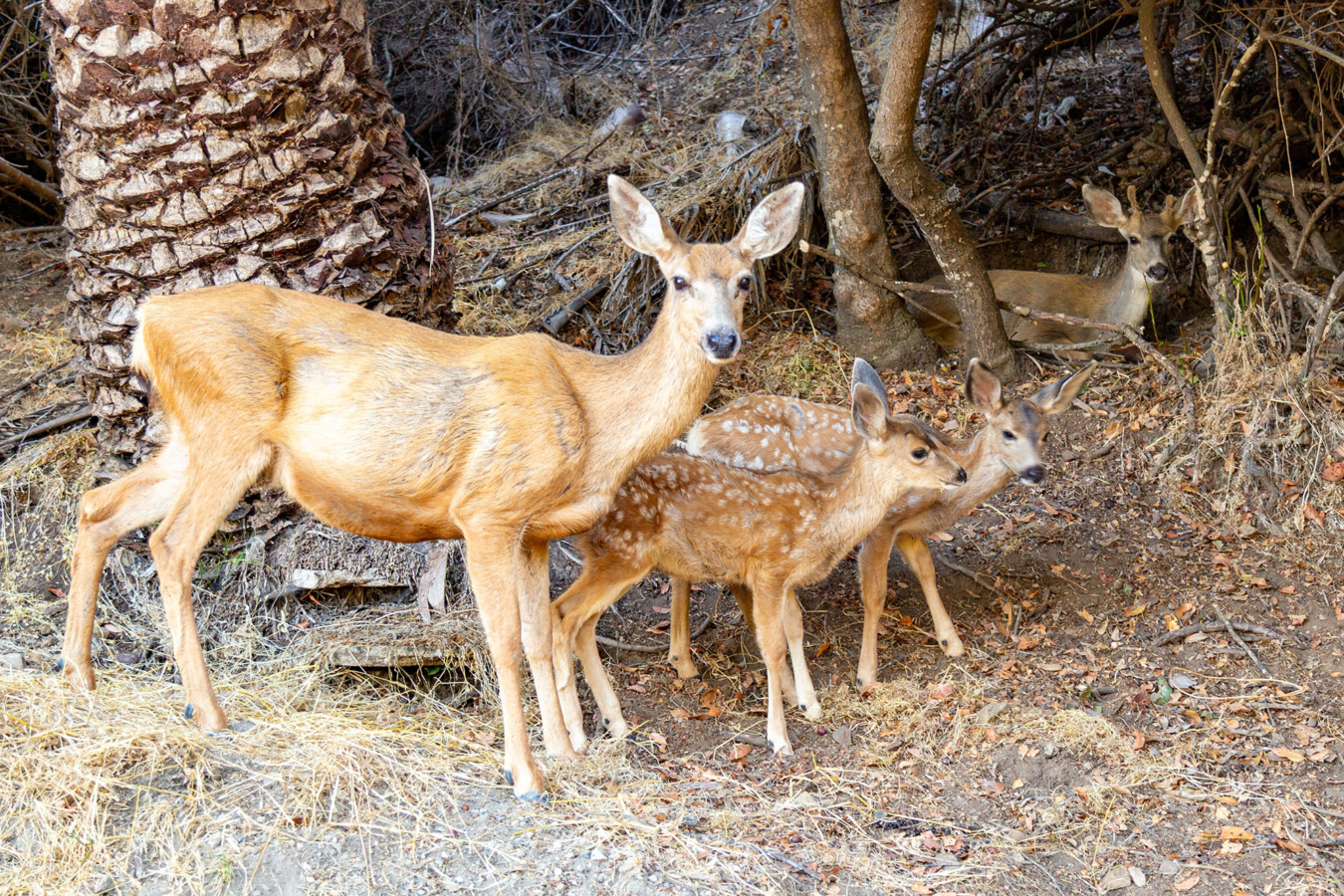 Catalina Island Deer