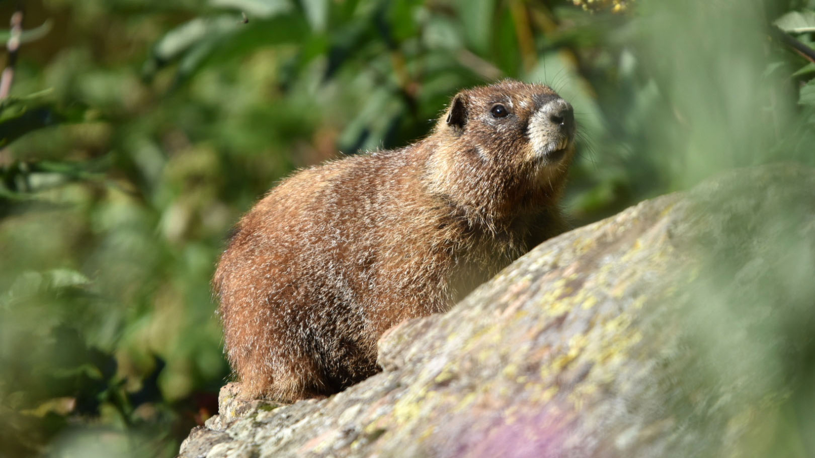 marmot dandelion