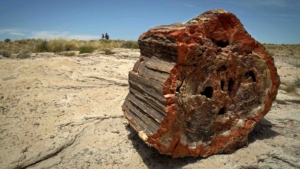petrified forest national park